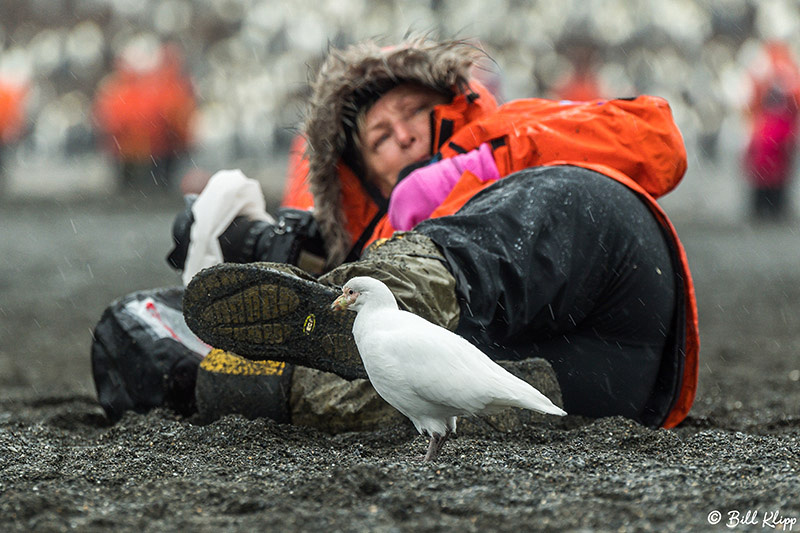 Right Whale Bay, South Georgia Island Photos by Bill Klipp