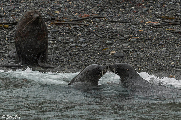 Antarctic Fur Seals, Sea Bears, Elsehul Bay, South Georgia Islan
