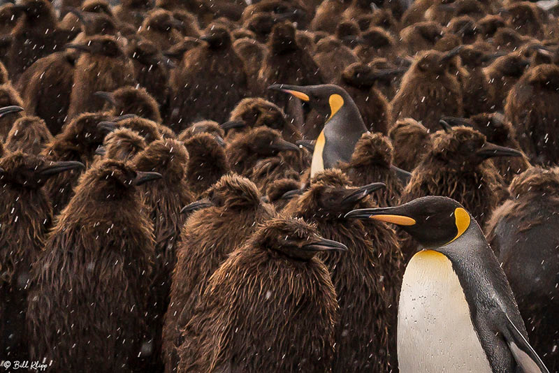 King Penguins, Gold Harbor, South Georgia Island Photos by Bill