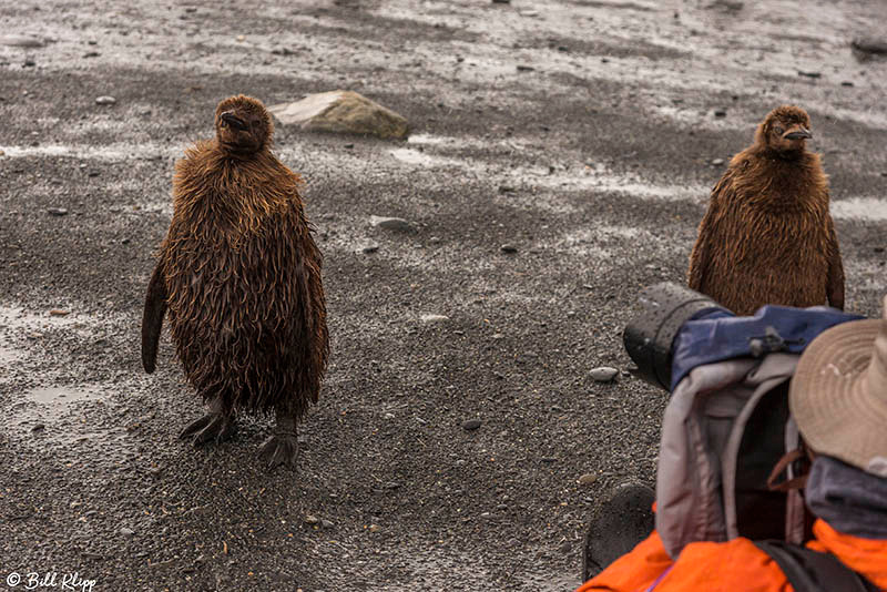 King Penguins, Gold Harbor, South Georgia Island Photos by Bill