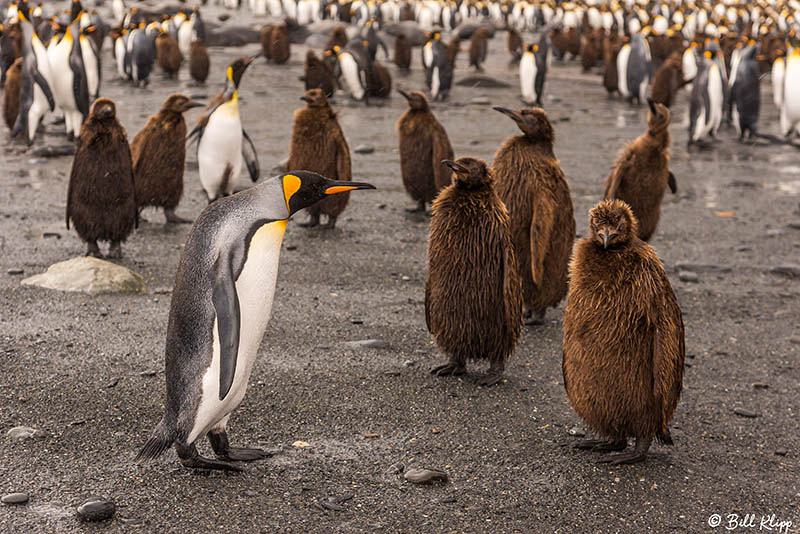 King Penguins, Gold Harbor, South Georgia Island Photos by Bill