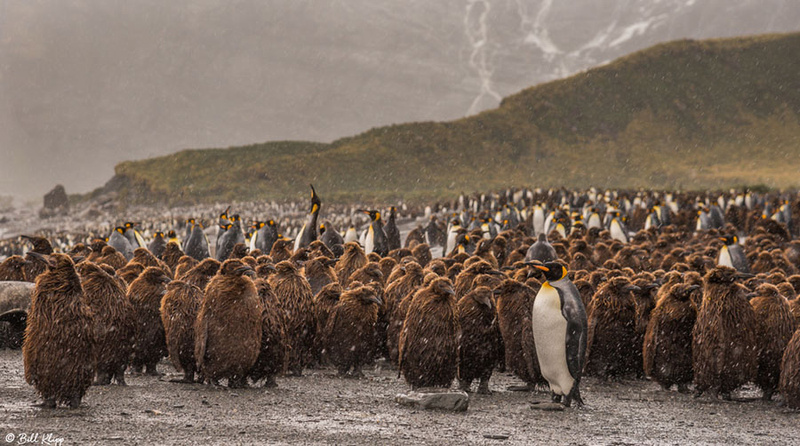 King Penguins, Gold Harbor, South Georgia Island Photos by Bill