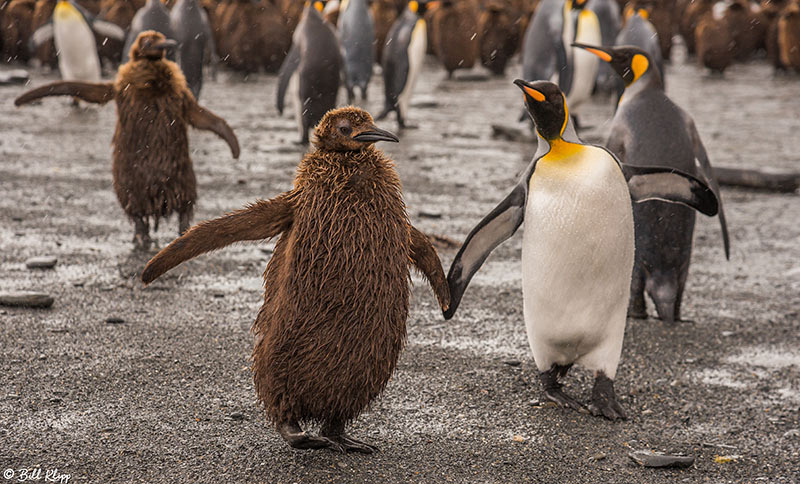 King Penguins, Gold Harbor, South Georgia Island Photos by Bill