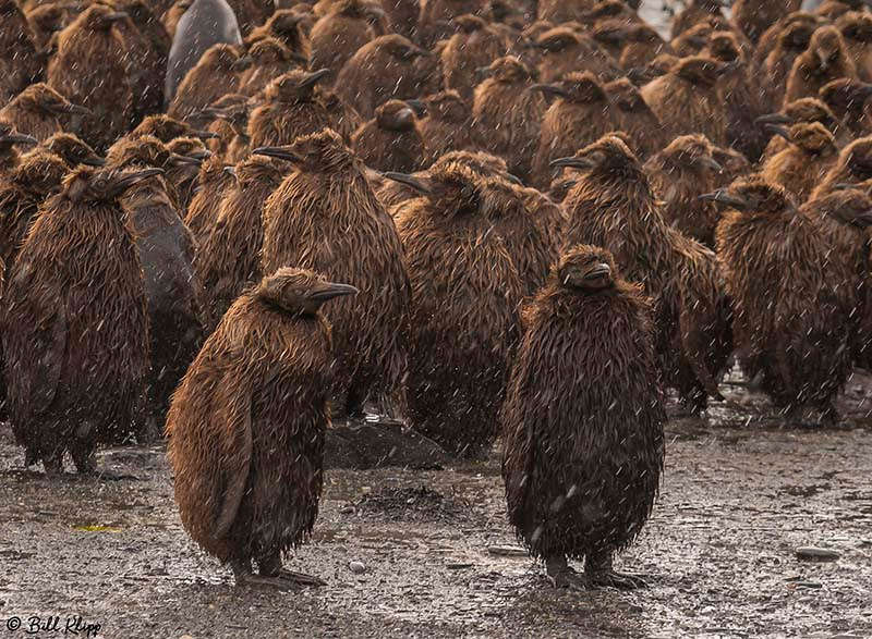 King Penguins, Gold Harbor, South Georgia Island Photos by Bill