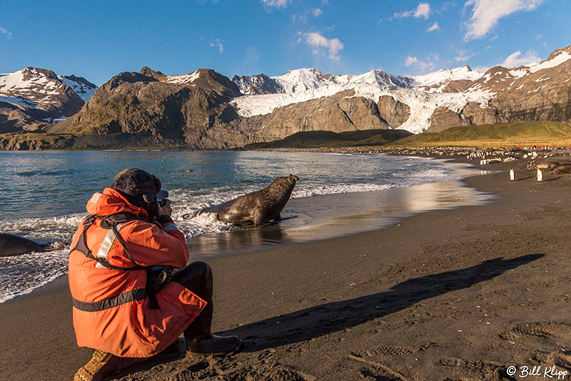 Gold Harbour, South Georgia Island Nov 2017, Photos by Bill Klip