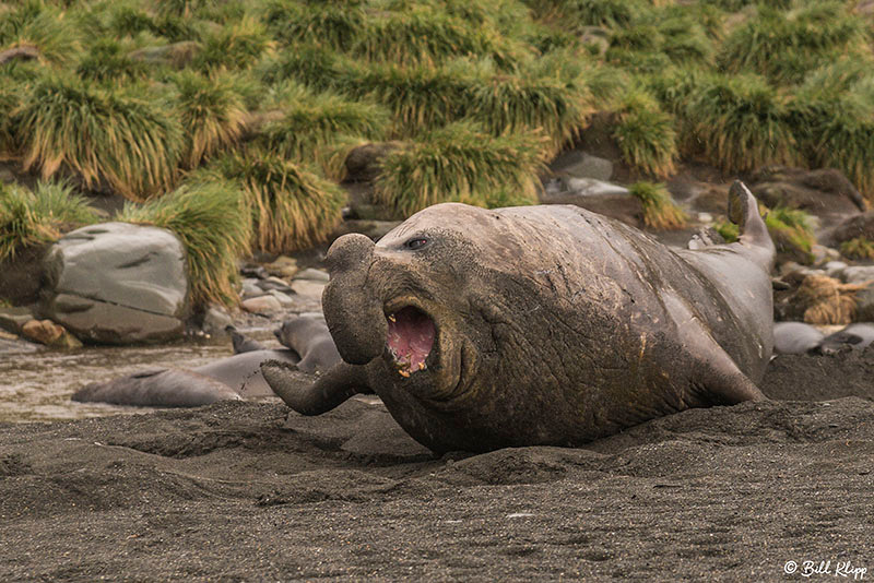 Elephant Seals, Gold Harbor, South Georgia Island Photos by Bill