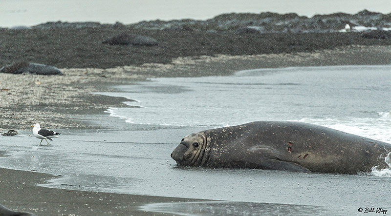 Right Whale Bay, South Georgia Island Photos by Bill Klipp