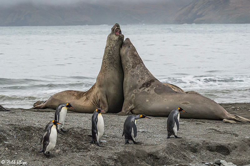 Elephant Seals, St. Andrews Bay, South Georgia Island Photos by