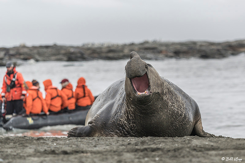 Elephant Seals, St. Andrews Bay, South Georgia Island Photos by