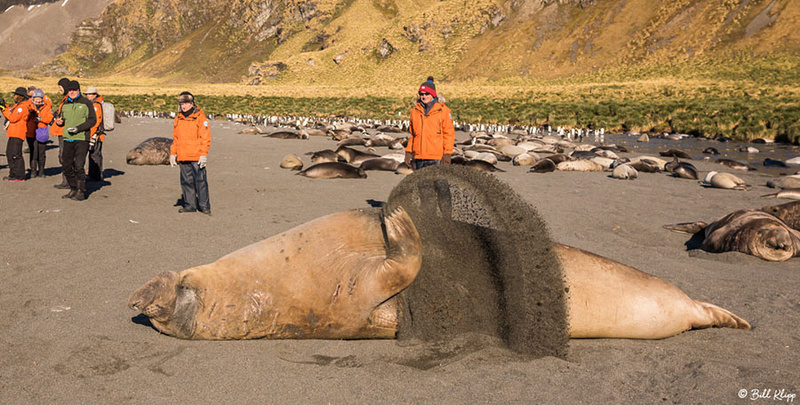 Gold Harbour, South Georgia Island Nov 2017, Photos by Bill Klip