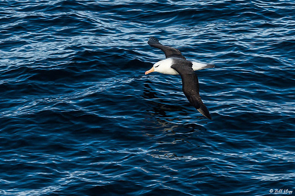 Black Browed Albatross, Hercules Bay, South Georgia Island Photo