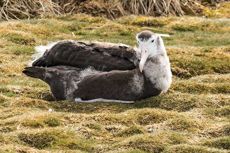 Prion Island, South Georgia Island Nov 2017, Photos by Bill Klip