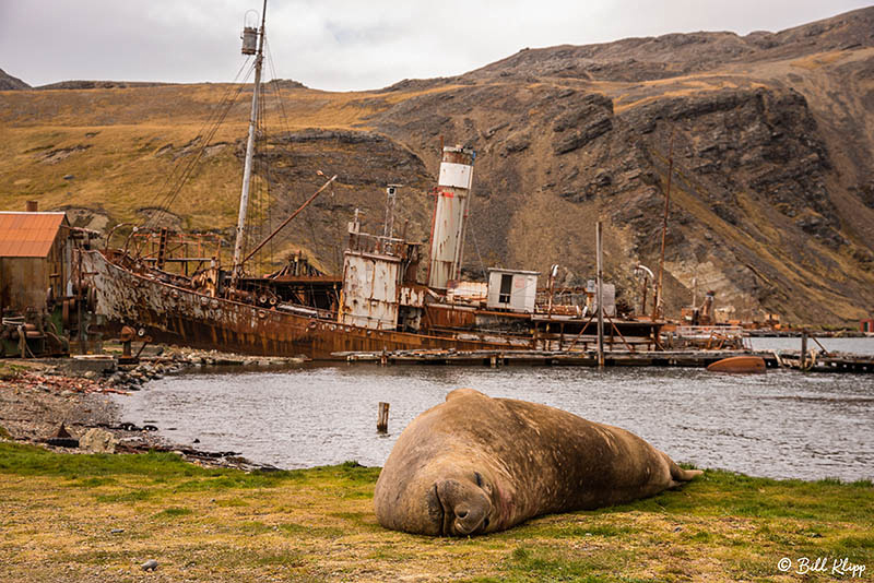 Grytviken, South Georgia Island Nov 2017, Photos by Bill Klipp