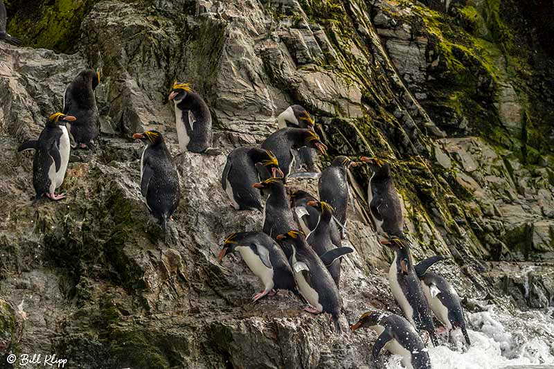Macaroni Penguin, Hercules Bay, South Georgia Island Photos by B