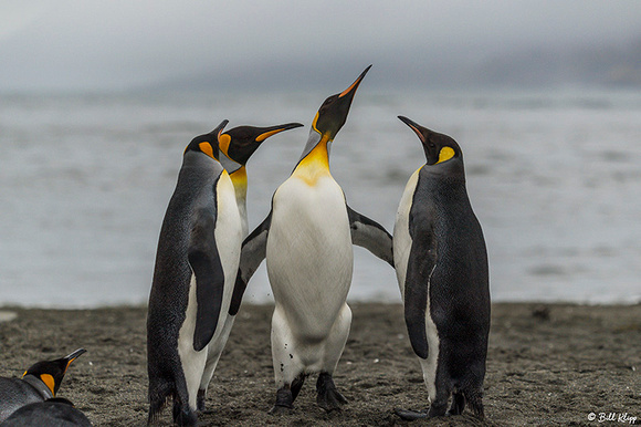 King Penguins St. Andrews Bay, South Georgia Island Photos by Bi