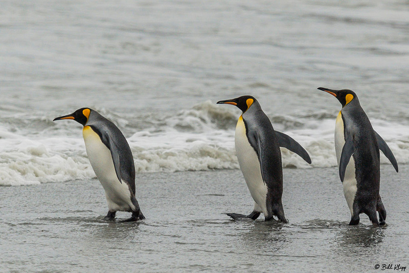 King Penguins St. Andrews Bay, South Georgia Island Photos by Bi