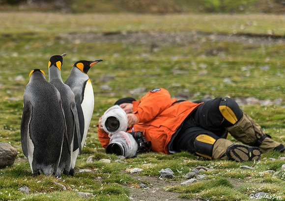 Elsehul, Albatross, King Penguin Colony Right Whale Bay, South Georgia Islands,  Photos by Linda Klipp