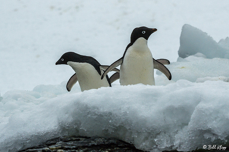 Sandefjord Bay, Coronation Island, South Orkney Islands, Photos