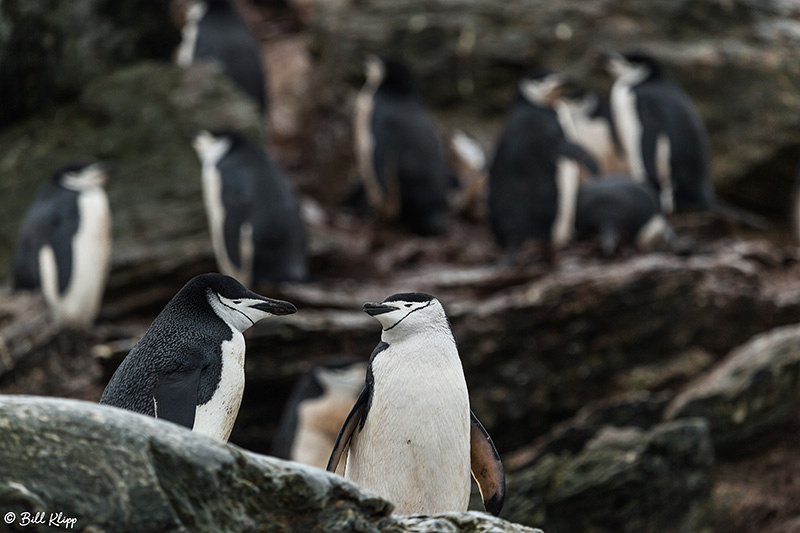 Sandefjord Bay, Coronation Island, South Orkney Islands, Photos