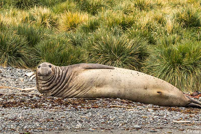 Southern Elephant Seal, Godthul Harbour, South Georgia Island No