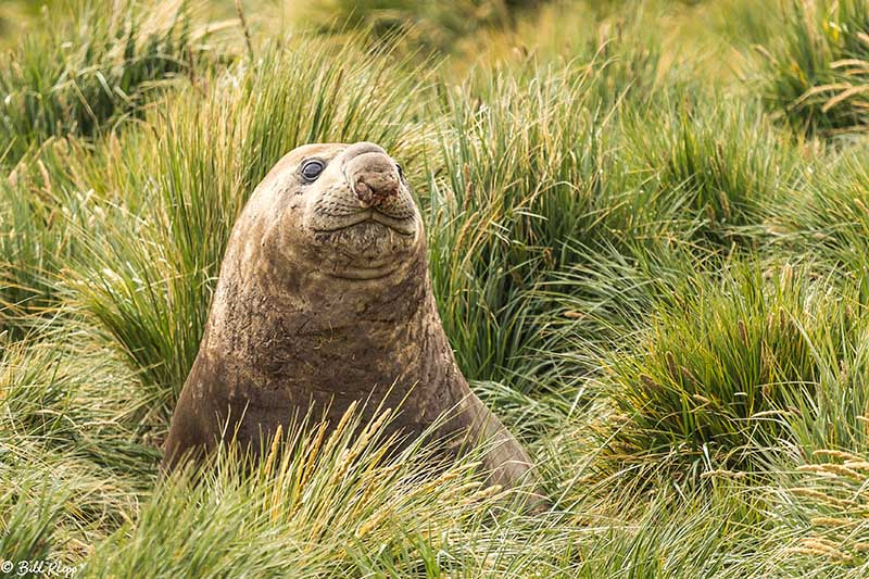 Southern Elephant Seal, Godthul Harbour, South Georgia Island No