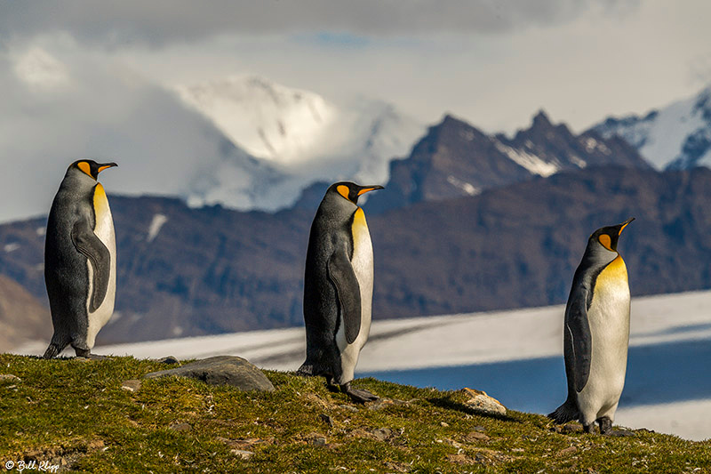 Fortuna Bay, South Georgia Island Nov 2017, Photos by Bill Klipp