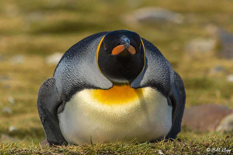 Fortuna Bay, South Georgia Island Nov 2017, Photos by Bill Klipp