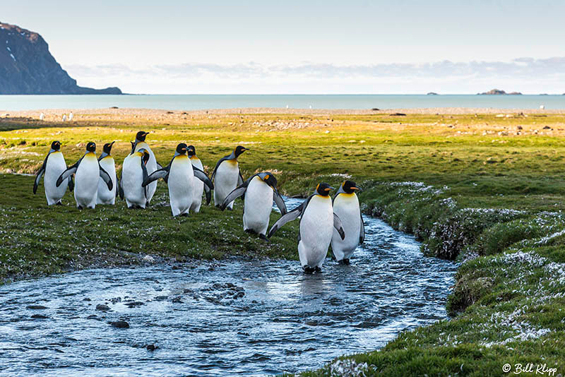 Fortuna Bay, South Georgia Island Nov 2017, Photos by Bill Klipp