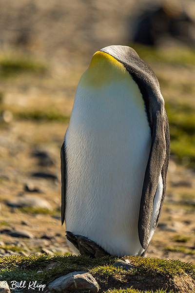 Fortuna Bay, South Georgia Island Nov 2017, Photos by Bill Klipp