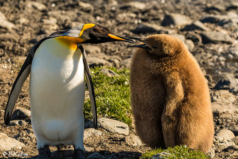 Fortuna Bay, South Georgia Island Nov 2017, Photos by Bill Klipp