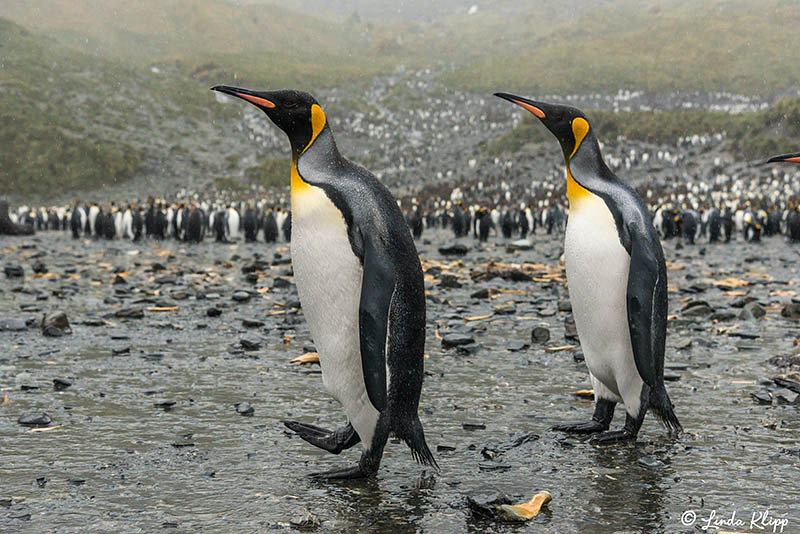 Elsehul, Albatross, King Penguin Colony Right Whale Bay, South G