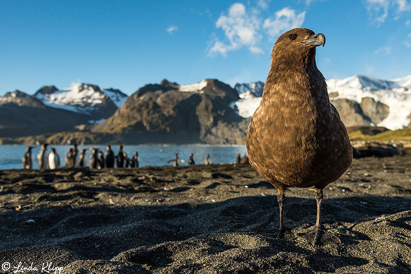 King Penguin Colony, Gold Harbour, South Georgia Islands,  Photo