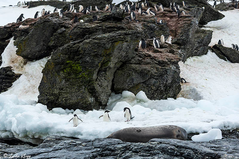 Coronation Island, South Orkney Islands,  Photos by Linda Klipp