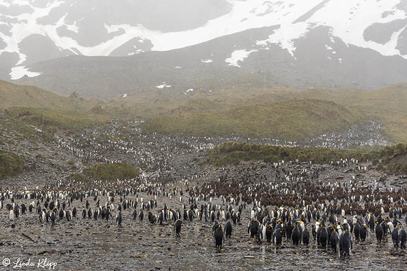 Elsehul, Albatross, King Penguin Colony Right Whale Bay, South G