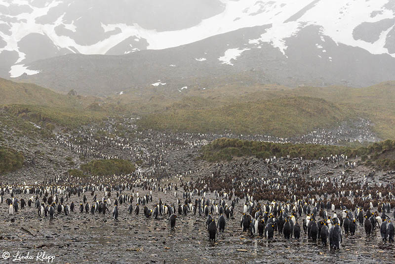 Elsehul, Albatross, King Penguin Colony Right Whale Bay, South G