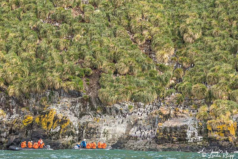 Elsehul, Albatross, King Penguin Colony Right Whale Bay, South G