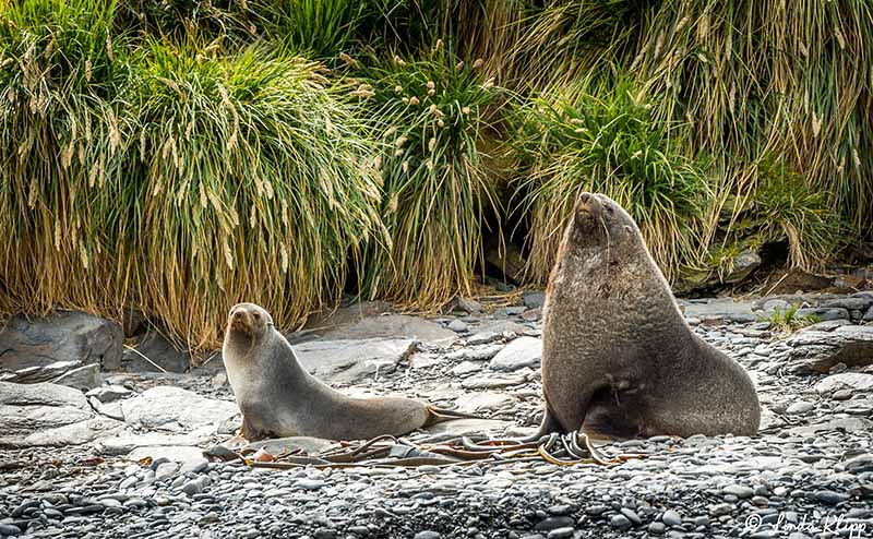 Elsehul, Albatross, King Penguin Colony Right Whale Bay, South G