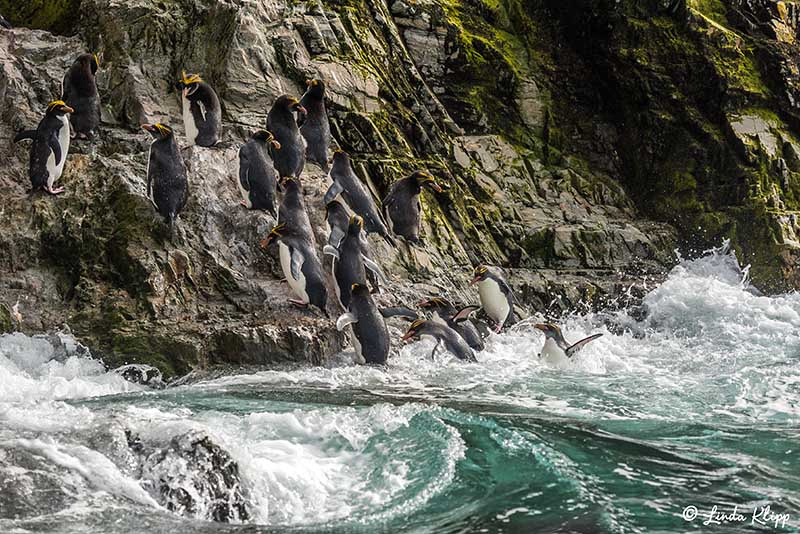 Elsehul, Albatross, King Penguin Colony Right Whale Bay, South G