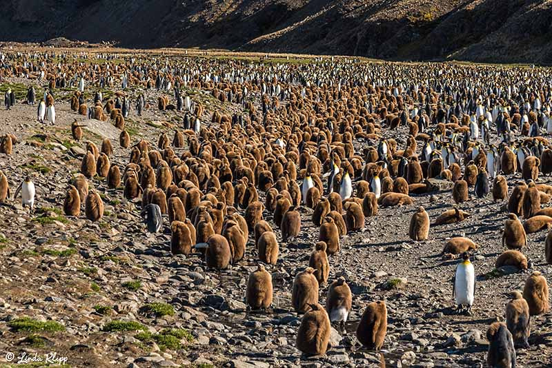 King Penguin Colony, Fortuna Bay, South Georgia Islands,  Photos