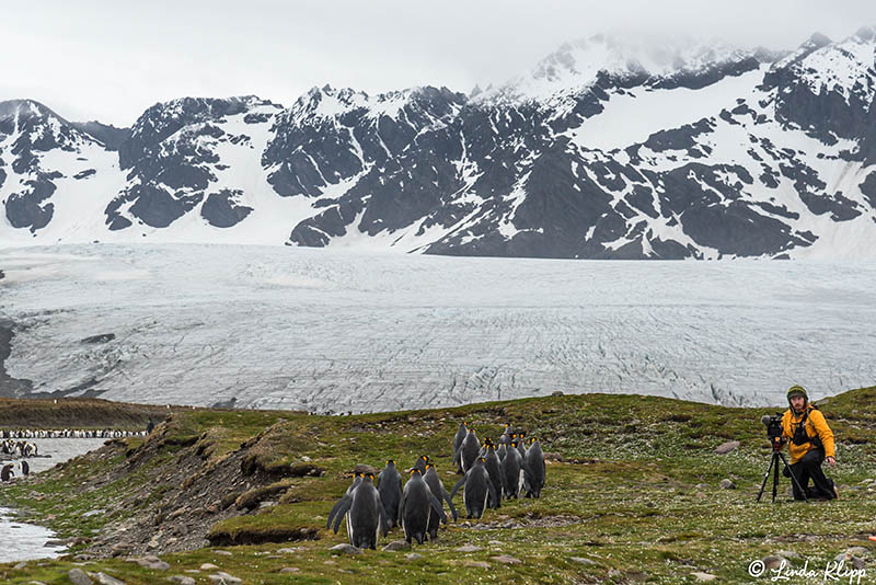 Elsehul, Albatross, King Penguin Colony Right Whale Bay, South G