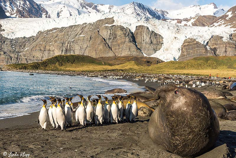 King Penguin Colony, Gold Harbour, South Georgia Islands,  Photo