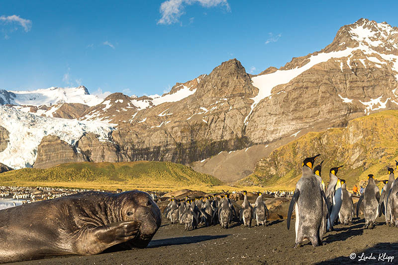 King Penguin Colony, Gold Harbour, South Georgia Islands,  Photo