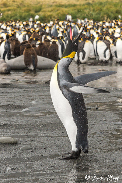 Elsehul, Albatross, King Penguin Colony Right Whale Bay, South G