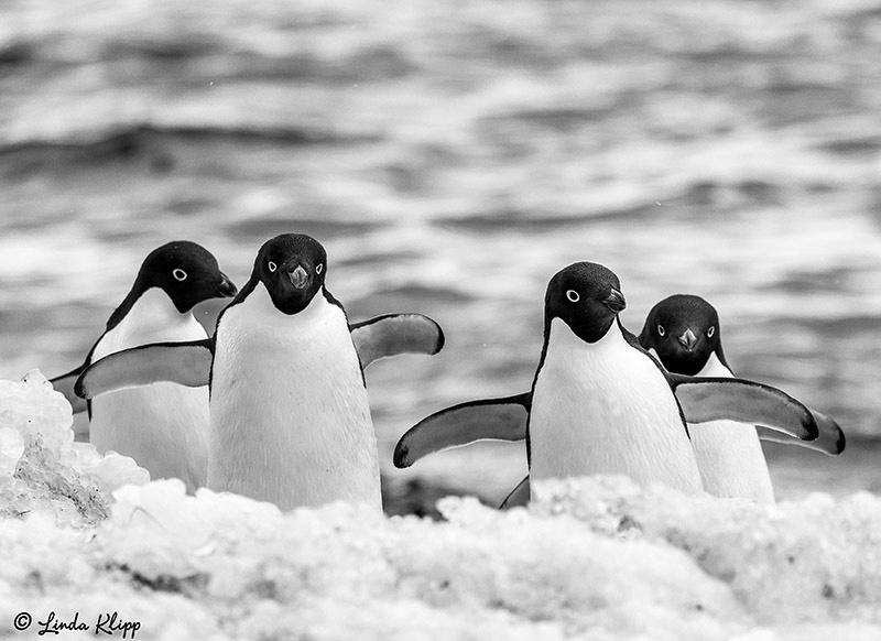 Brown Bluff Antarctica Photos by Linda Klipp