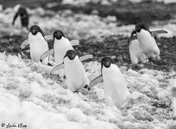 Brown Bluff Antarctica Photos by Linda Klipp