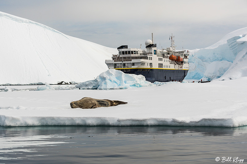 Weddell Seals, Enterprise Islands, Gerlache Strait, Antarctica, Nov 2017, Photos by Bill Klipp