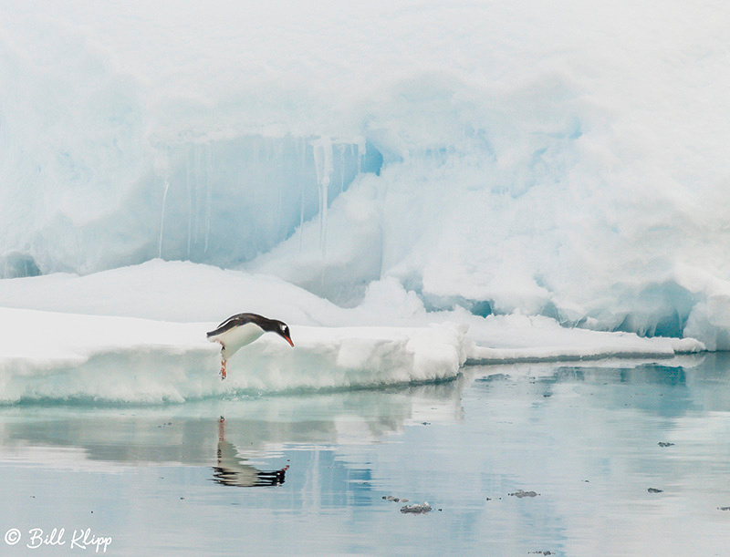 Gentoo Penguin, Wilhelmina Bay, Gerlache Strait, Antarctica, Nov