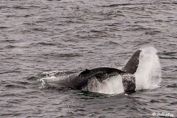 Humpback Whales, Gerlache Straits, South Shetland Islands, Antar