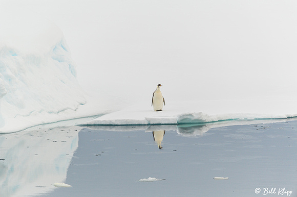 Emperor Penguin, Wilhelmina Bay, Gerlache Strait, Antarctica, No