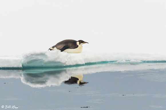 Emperor Penguin, Wilhelmina Bay, Gerlache Strait, Antarctica, No